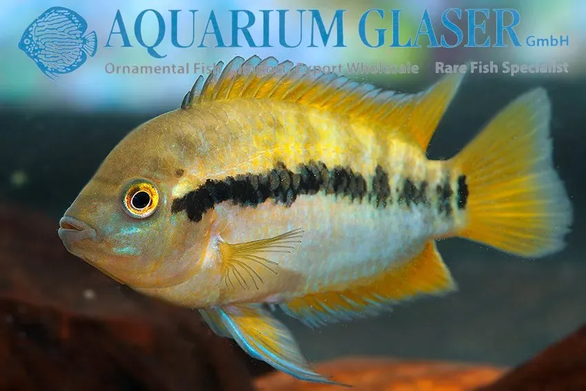 Näsets Ciklidhobby Regnbågsciklid akvariefisk 5–7 cm lugn