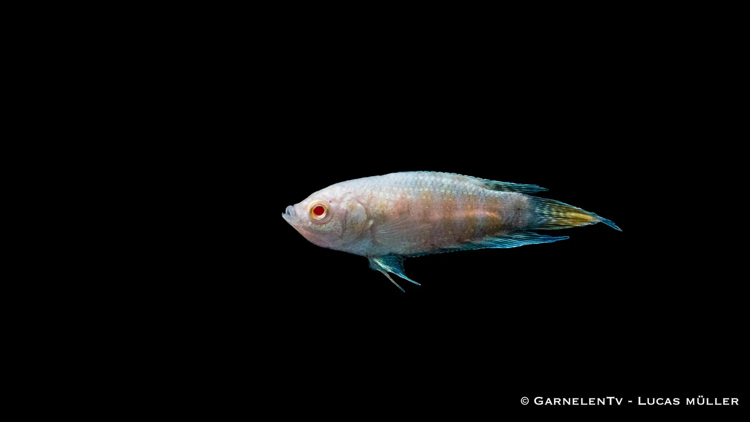 Garnelen TV albino makropod paradisfisk 80 liter