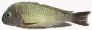 Näsets Ciklidhobby Tropheus moorii Nkonde ciklid 3,5–4,5 cm Tanganyika