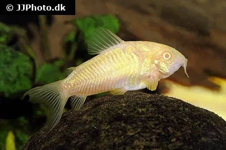 Näsets Ciklidhobby Corydoras aeneus Albino pansarmal 2,5–3 cm