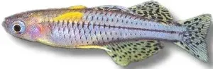 Näsets Ciklidhobby Pseudomugil Gertrudae blue-eye 2,5–4 cm