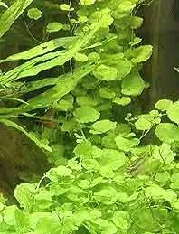 Näsets Ciklidhobby Cardamine lyrata akvarieväxt kruka snabbväxande