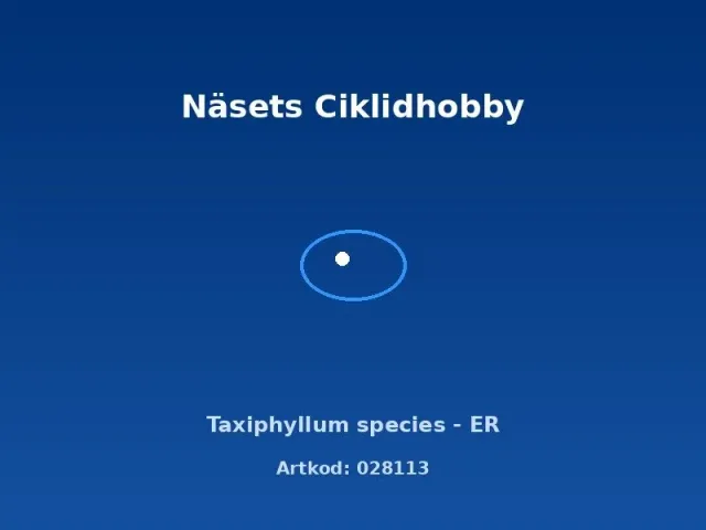 Näsets Ciklidhobby Taxiphyllum species ER akvarieväxt mossa