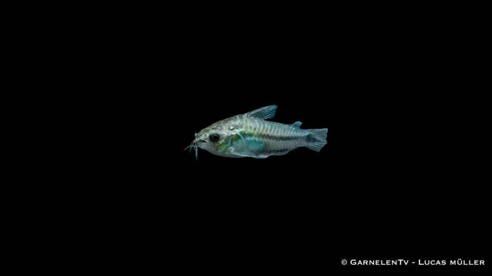 Garnelen TV Corydoras pygmaeus dvärgpansarmal stimfisk fredlig