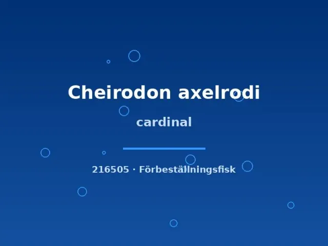 Näsets Ciklidhobby Cheirodon axelrodi cardinal tetra lg stor