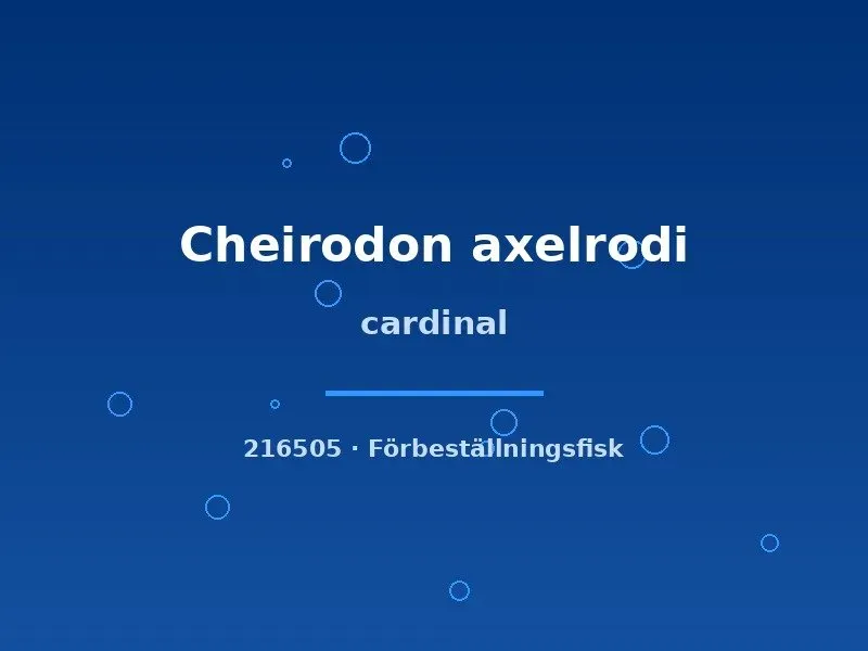 Näsets Ciklidhobby Cheirodon axelrodi cardinal tetra lg stor
