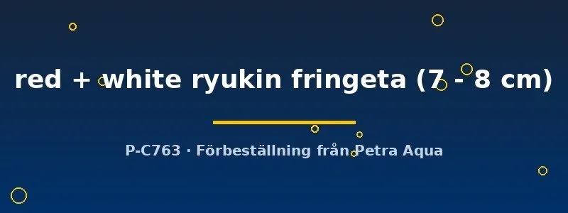 Carassius Ryukin röd-vit slöjstjärt 7–8 cm