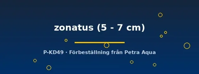 Näsets Bostrychus zonatus 5–7 cm sovfisk akvariefisk