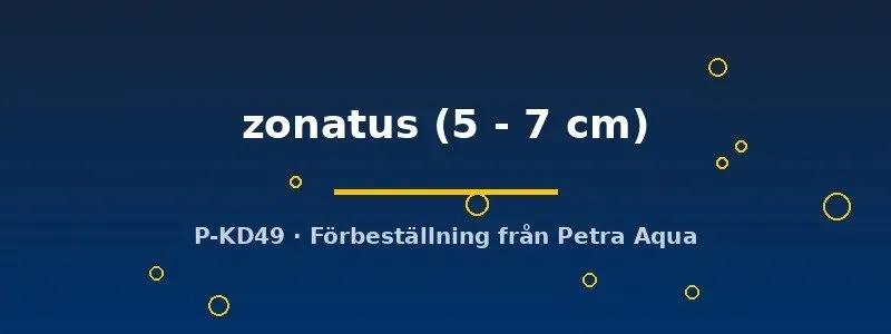 Näsets Bostrychus zonatus 5–7 cm sovfisk akvariefisk