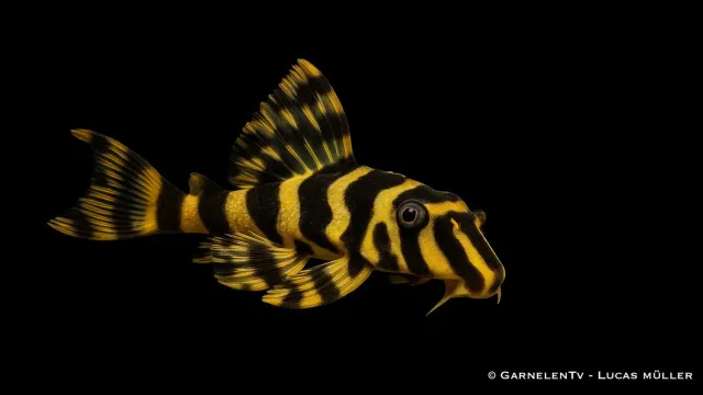 Garnelen TV L134 Peckoltia compta sugmal guldtiger