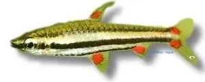 Näsets Ciklidhobby Three-Banded Pencilfish Nannostomus trifasciata akvariefisk 3–4 cm