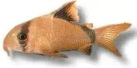 Näsets Ciklidhobby Corydoras metae akvariefisk 3–4 cm stimfisk
