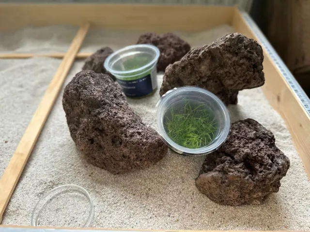 Garnelen TV Lava sten Iwagumi layout aquascaping
