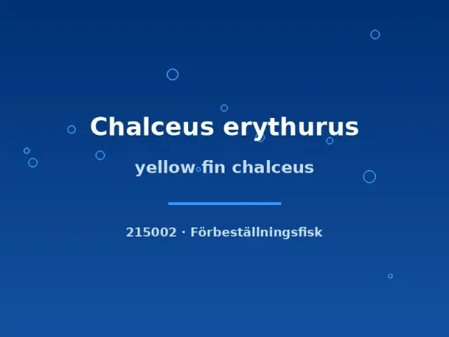 Näsets Ciklidhobby Yellow fin chalceus akvariefisk 4–6 cm ytlevande