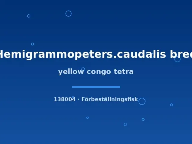 Näsets Ciklidhobby Yellow Congo tetra stimfisk XLG