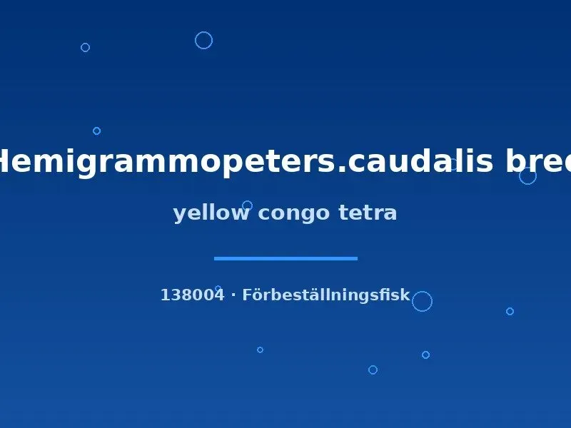 Näsets Ciklidhobby Yellow Congo tetra stimfisk XLG