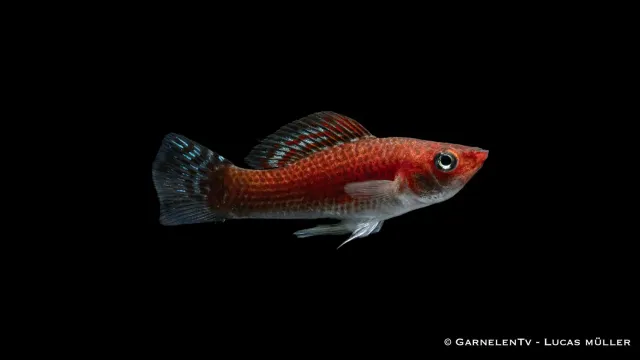 Garnelen TV Molly Bronze Poecilia latipinna akvariefisk