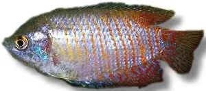 Näsets Ciklidhobby Dwarf Gourami gurami 4–5 cm labyrintfisk