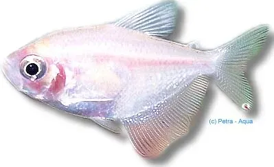 Näsets Ciklidhobby Gold widow tetra 2,5–3 cm stimfisk