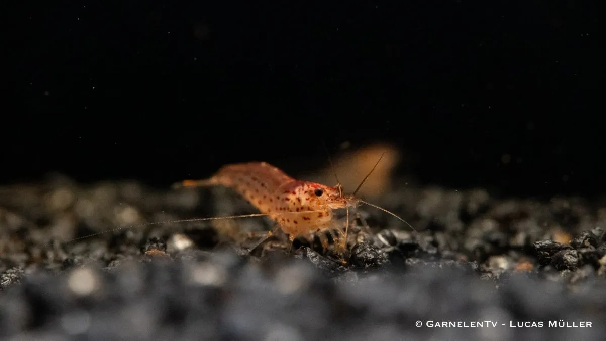 Garnelen TV Orange amanoräka Caridina multidentata 5 cm