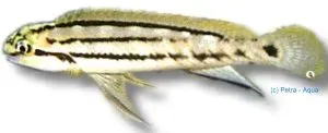 Näsets Ciklidhobby Telmatochromis bifrenatus ciklid 4-5cm