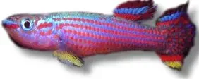 Näsets Aphyosemion striatum killifisk XL rödstrimmig