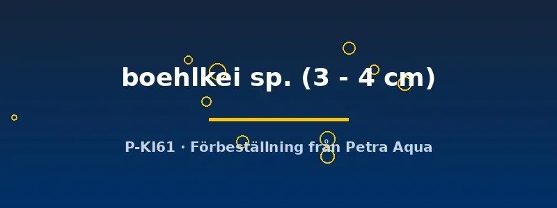 Näsets Ciklidhobby Thayeria boehlkei tetra 3–4 cm stimfisk