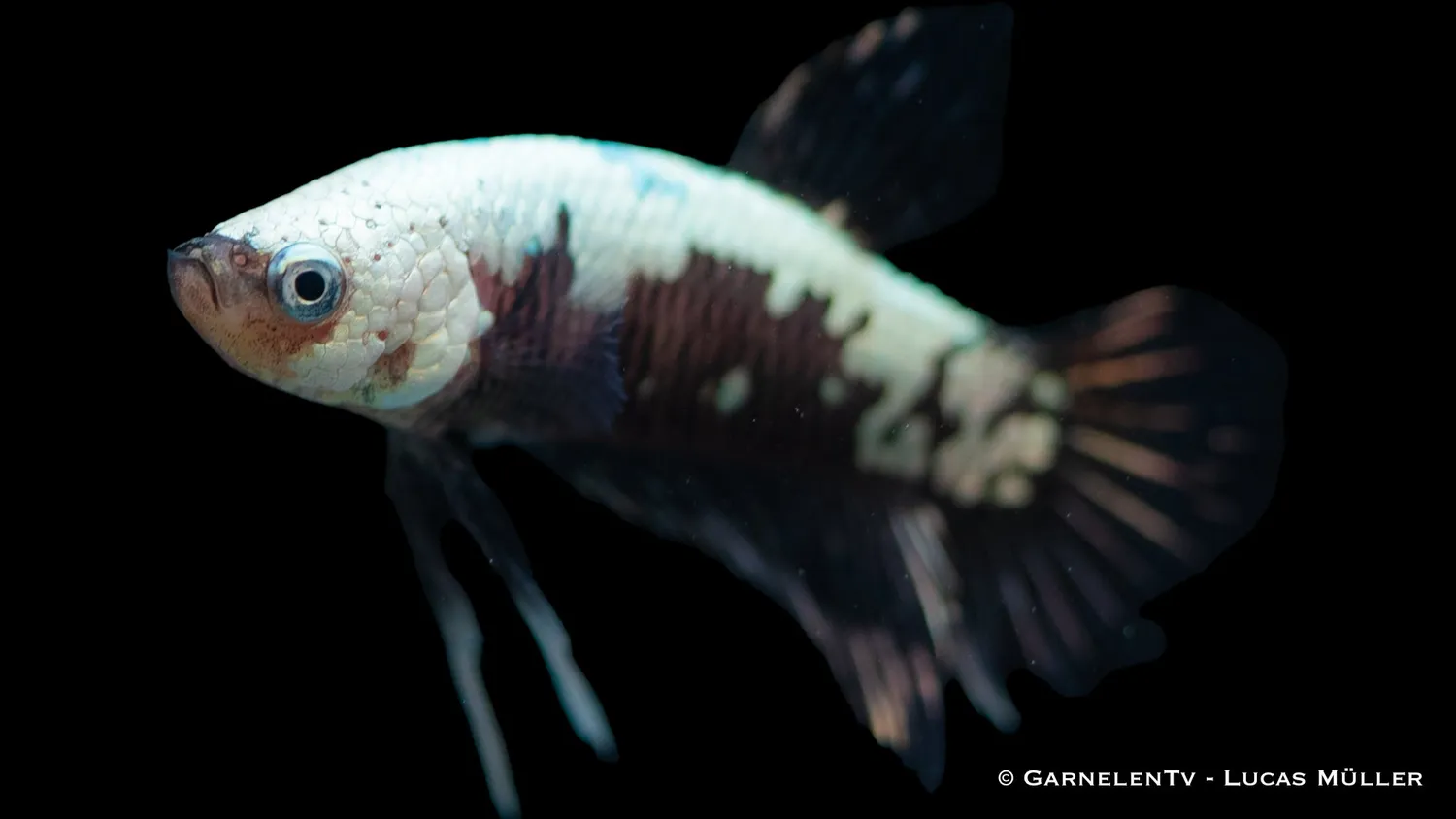 Garnelen TV Betta Black Samurai Plakat kampfisk hane