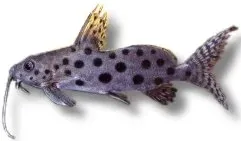 Näsets Ciklidhobby Synodontis ocellifer mal 4,5-5 cm