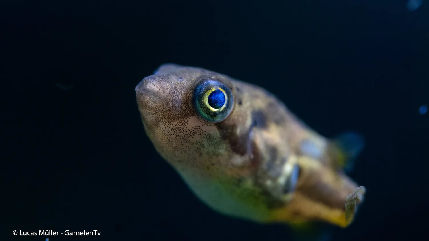 Garnelen TV Erbsenkugelfisch kulfisk 2,5 cm