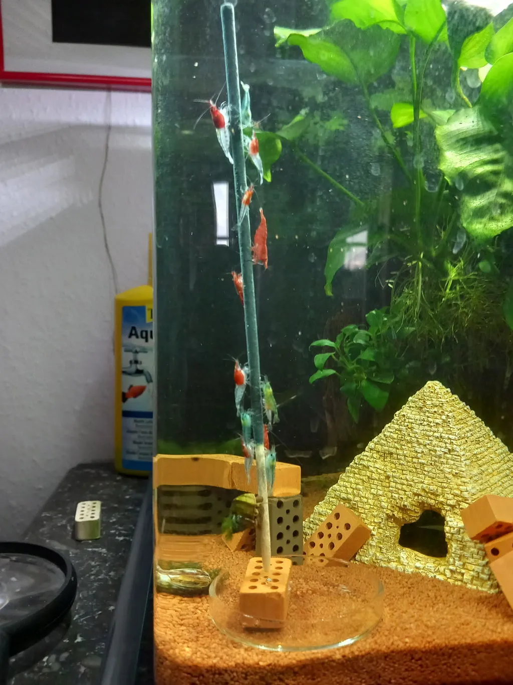 Garnelen TV Red Neck räka Neocaridina dvärgräka nybörjar
