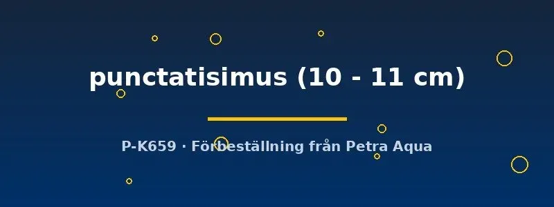 Näsets Ciklidhobby L030 Oligancistrus mal 10-11 cm prickig