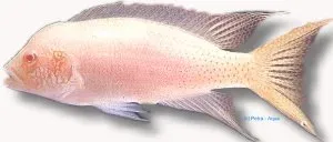 Näsets Ciklidhobby Brichardi Albino ciklid 3,5–4 cm Tanganyika