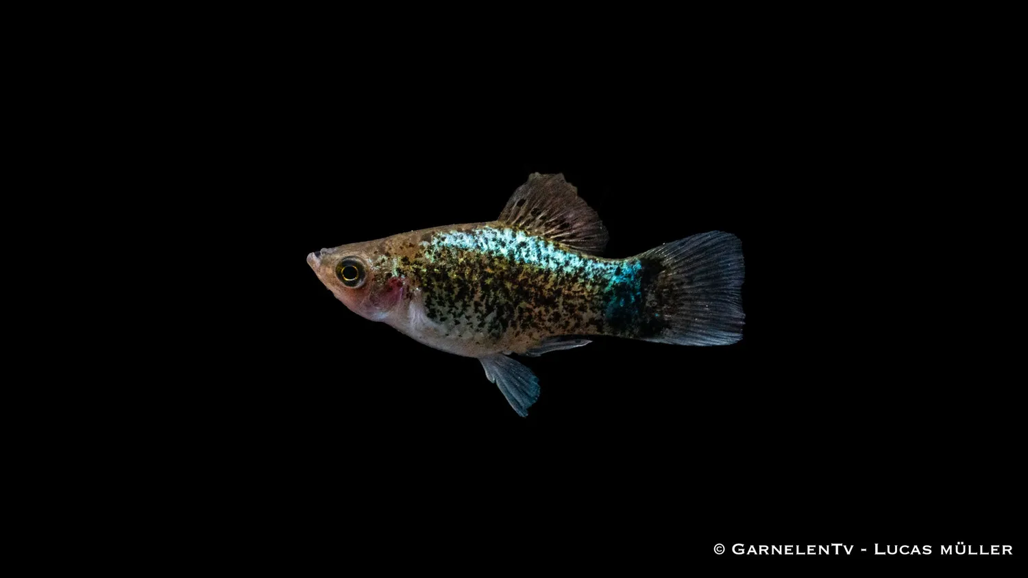 Garnelen TV Platy Blue Spotted akvariefisk 5-7 cm