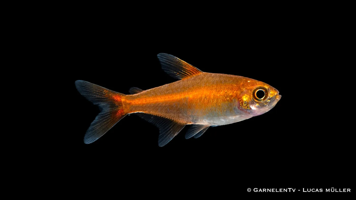 Garnelen TV Hyphessobrycon amandae glödtetra orange stim