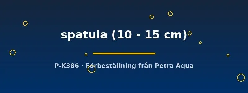 Näsets Ciklidhobby Lepisosteus spatula bengädda 10–15 cm