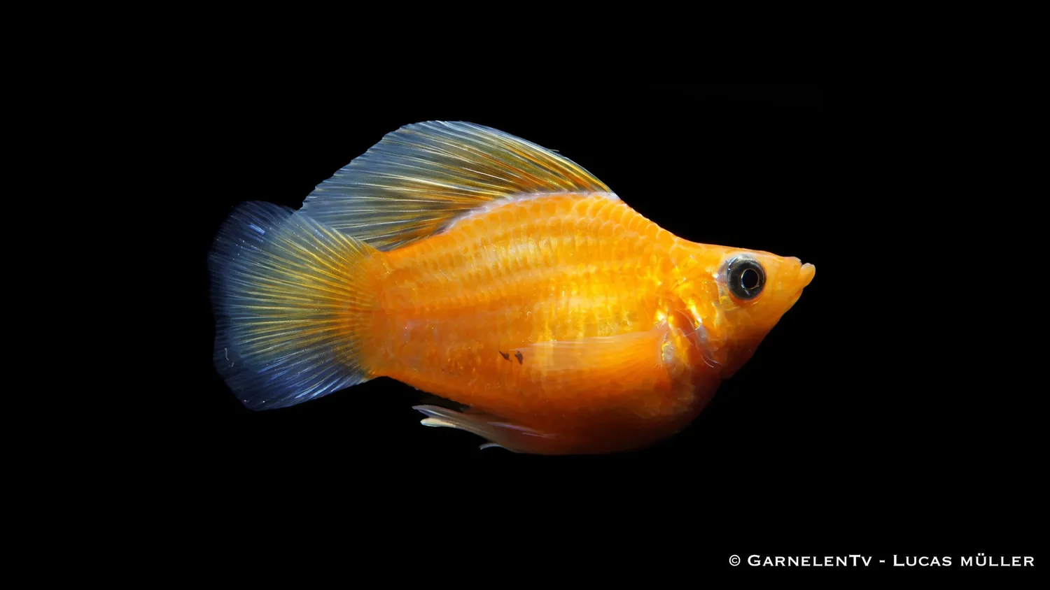 Garnelen TV Ballonmolly mix akvariefisk grupp