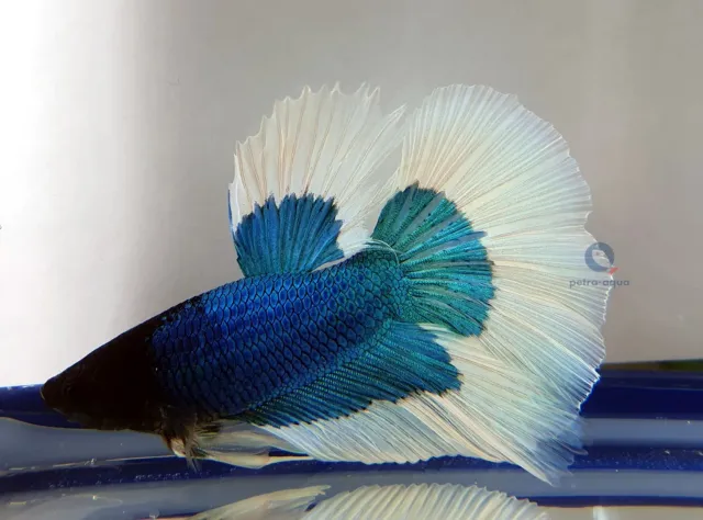 Näsets Ciklidhobby SuperDelta Butterfly betta hane XL