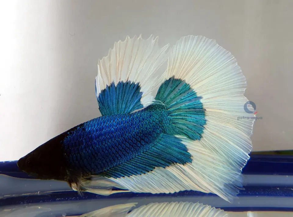 Näsets Ciklidhobby SuperDelta Butterfly betta hane XL