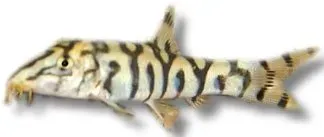 Näsets Ciklidhobby Botia lohachata akvariefisk 3–4 cm