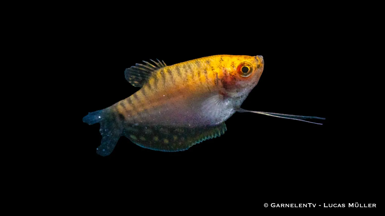 Garnelen TV Trichogaster trichopterus akvariefisk guld