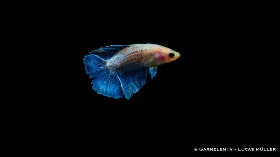 Garnelen TV Gabelschwanz kampfiskhona Betta 6-8 cm