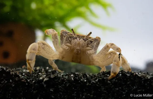 Garnelen TV Potamocypoda pugil akvariekrabba dvärgghost