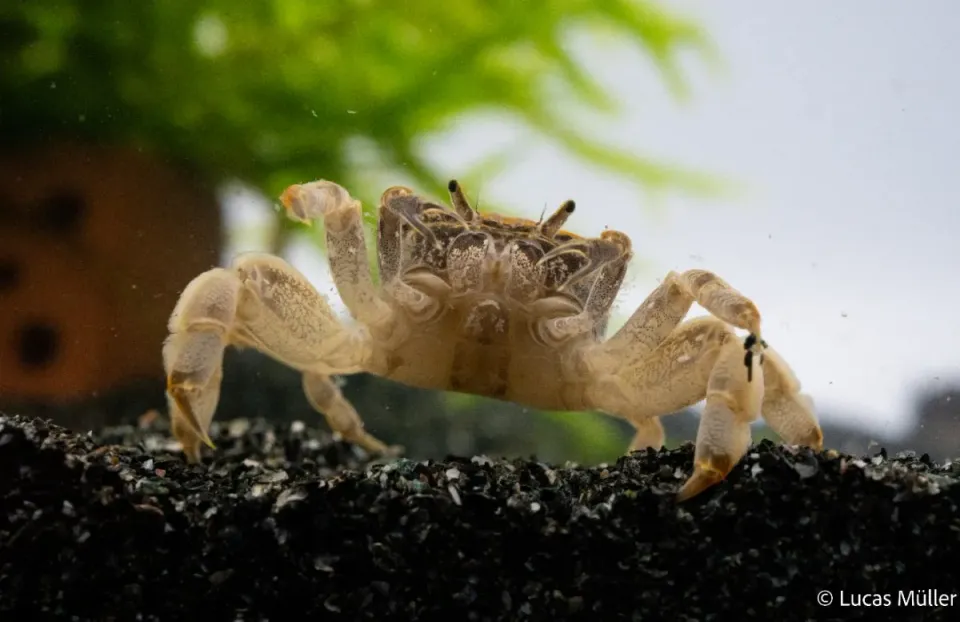 Garnelen TV Potamocypoda pugil akvariekrabba dvärgghost