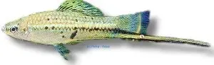 Näsets Ciklidhobby Montezumae svärdfisk 4–5 cm vildform