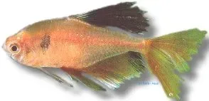 Näsets Hyphessobrycon callistus tetra 3 cm långfenad serpae