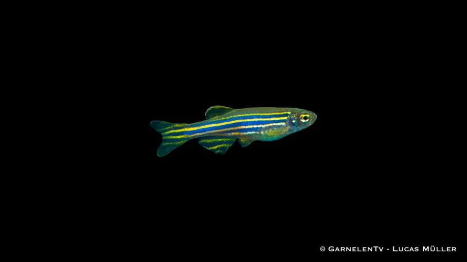 Zebrabärbling Danio rerio akvariefisk stimfisk 4-5 cm