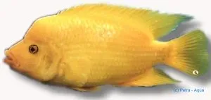 Näsets Ciklidhobby Thicklips Cichlid Cichlasoma labiatum ciklid 5-6 cm