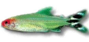 Hemigrammus rhodostomus CB tetra 3–3,5 cm stim