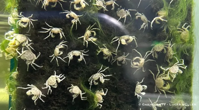 Garnelen TV mikrokrabba Limnopilos naiyanetri 15 mm sötvatt